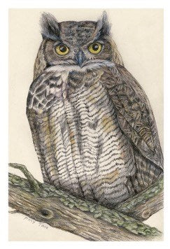 The Backyard Bird Chronicles - 50 Postcards
