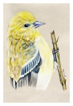 The Backyard Bird Chronicles - 50 Postcards
