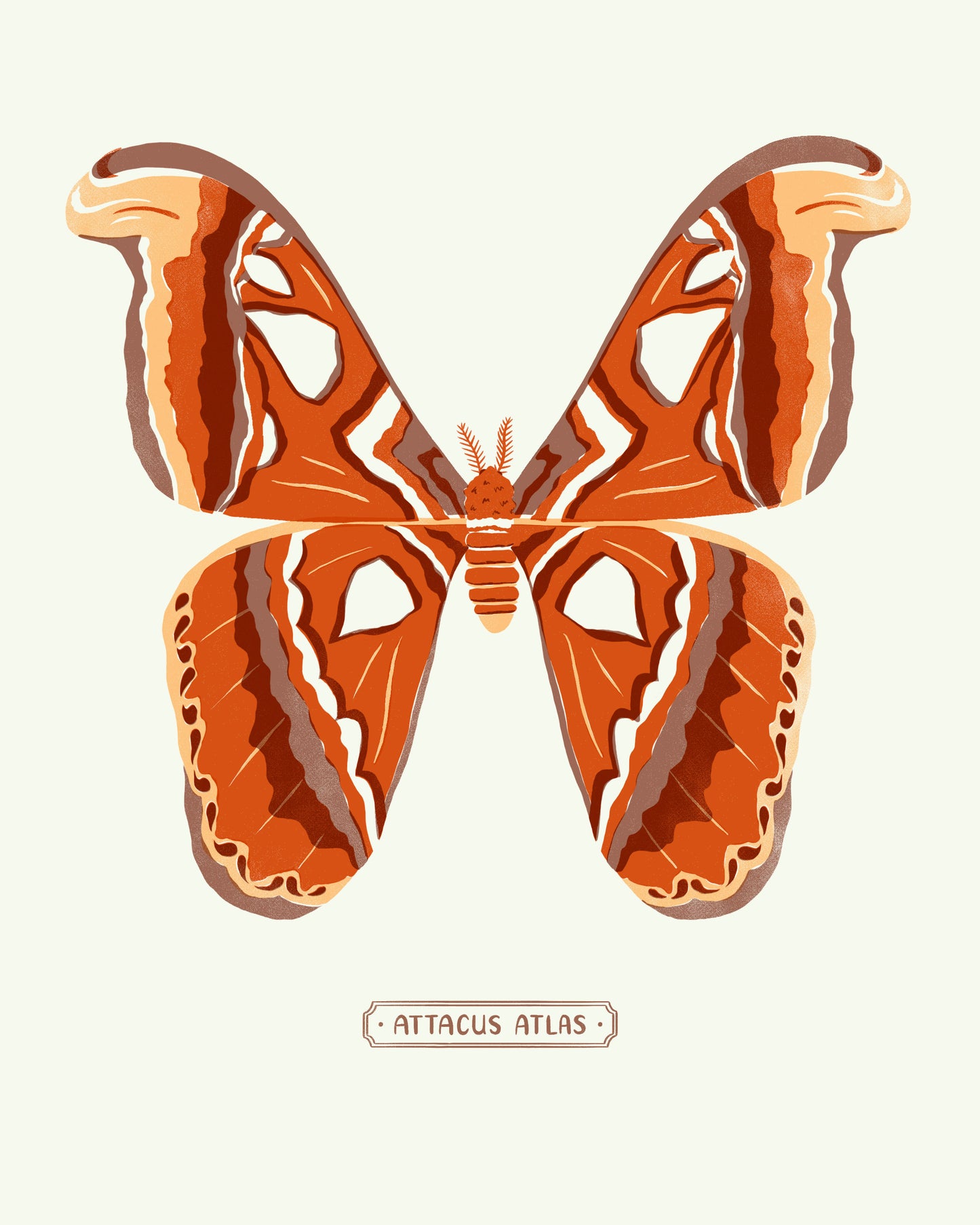 Atlas Moth Print 8X10