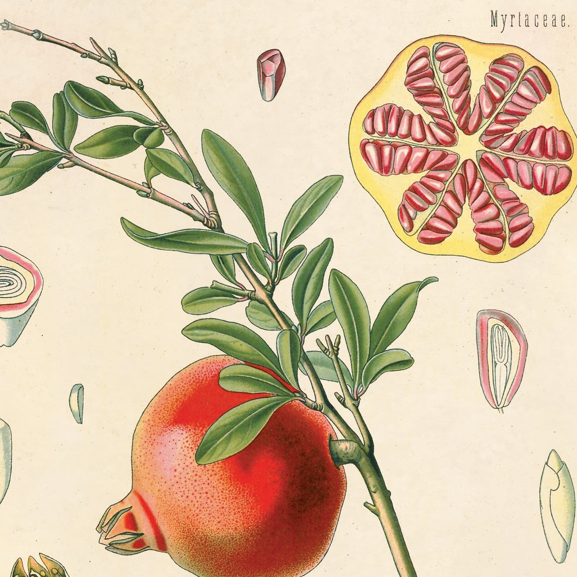 Vintage Botanical Pomegranate Fruit Print