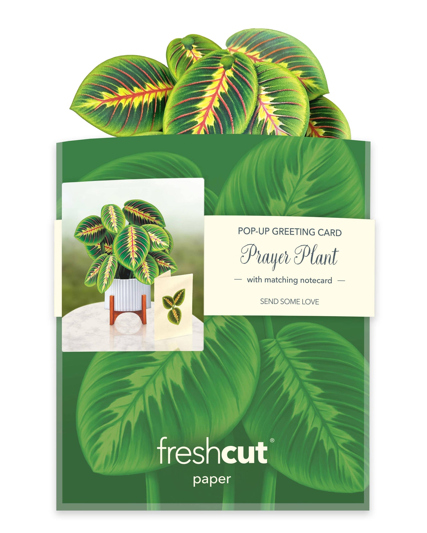 Mini Prayer Plant Pop-up Greeting Card
