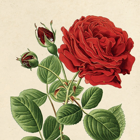 Vintage Botanical Red Jack Rose Print