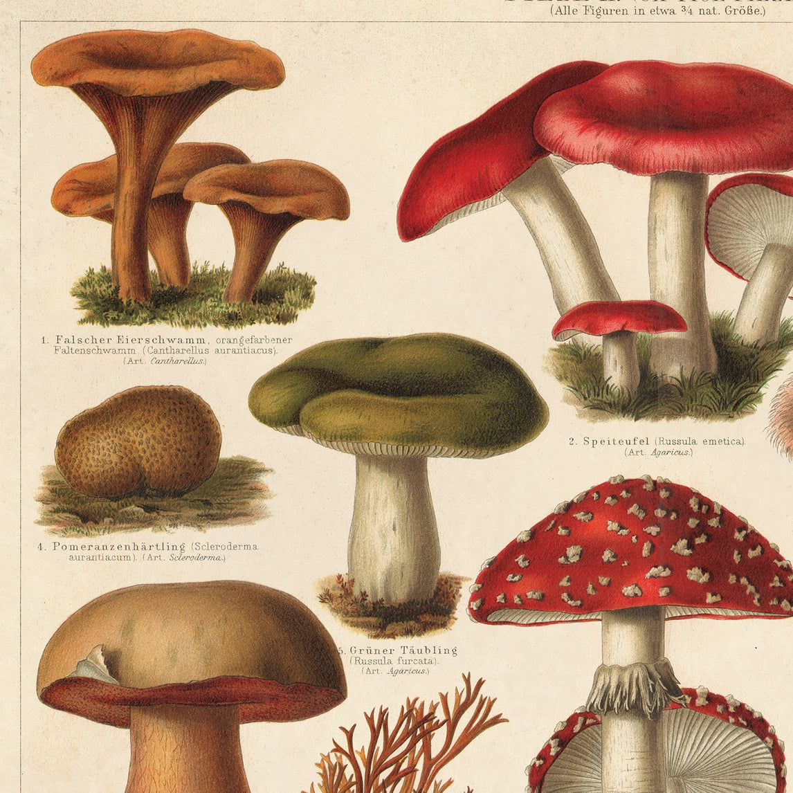 Vintage German Pilze Mushroom Print