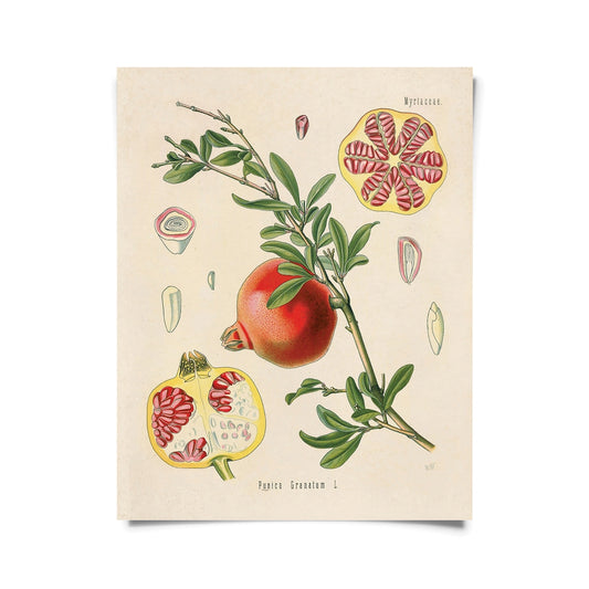 Vintage Botanical Pomegranate Fruit Print