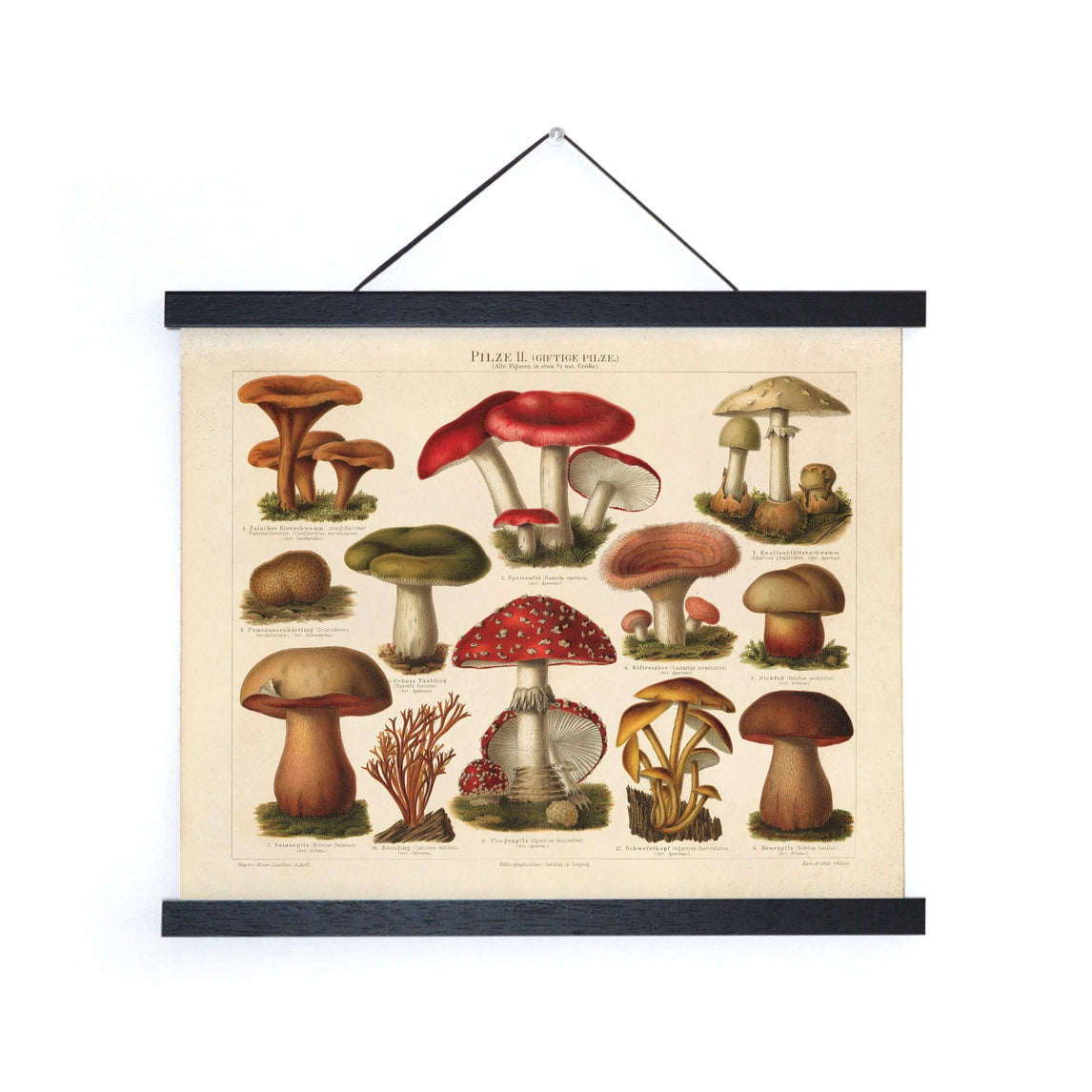 Vintage German Pilze Mushroom Print