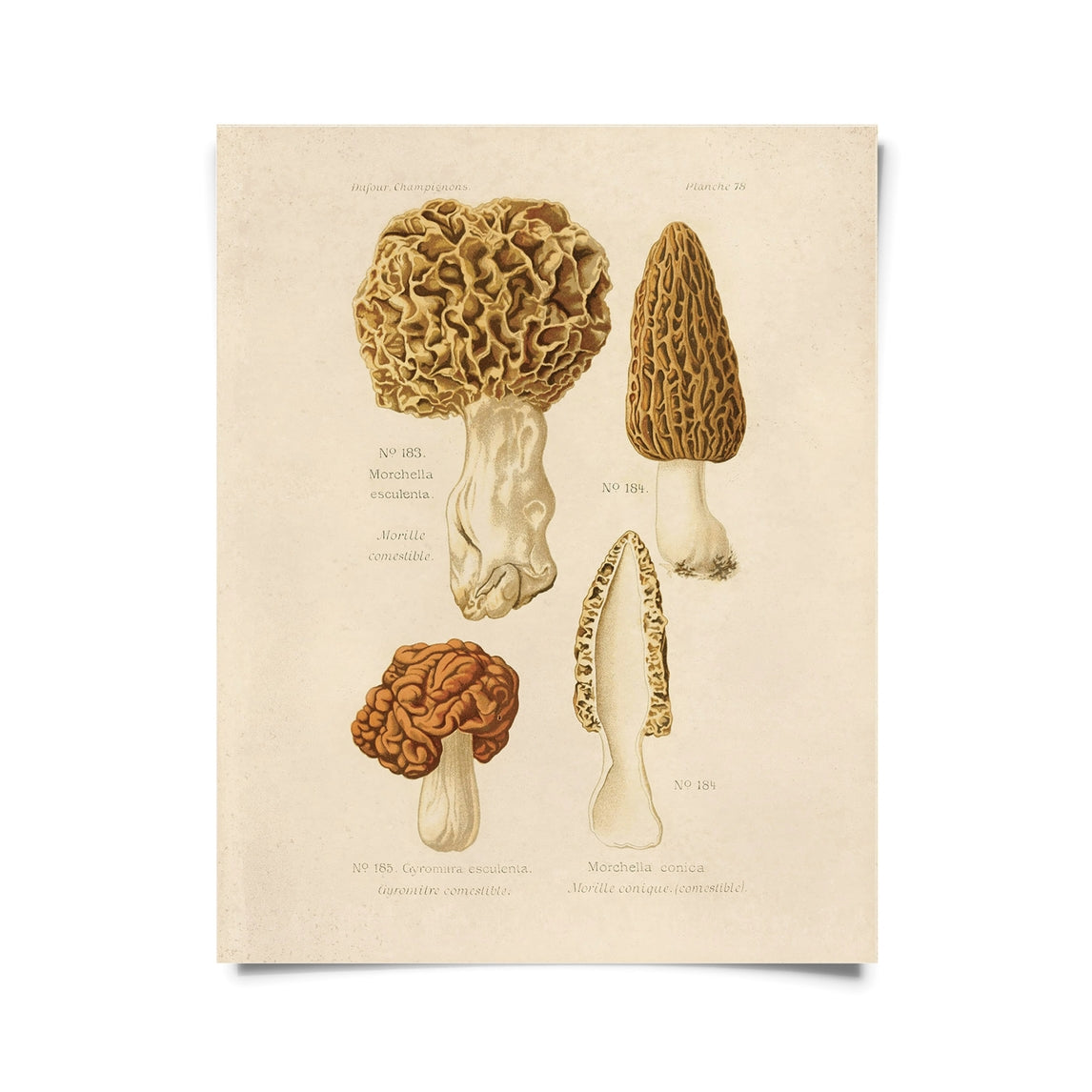 Vintage Morels Mushroom Print