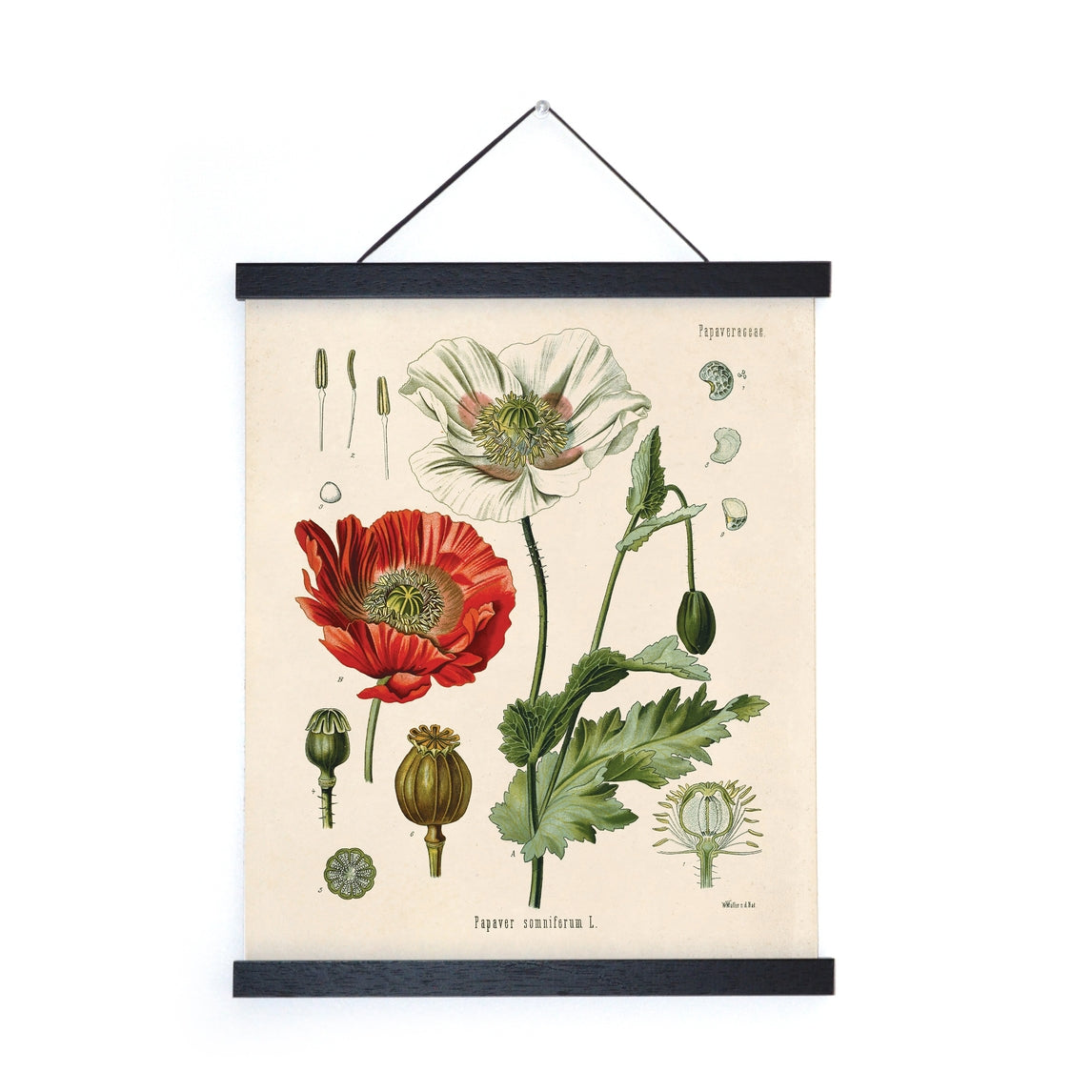 Vintage Botanical Opium Poppy Flower Print