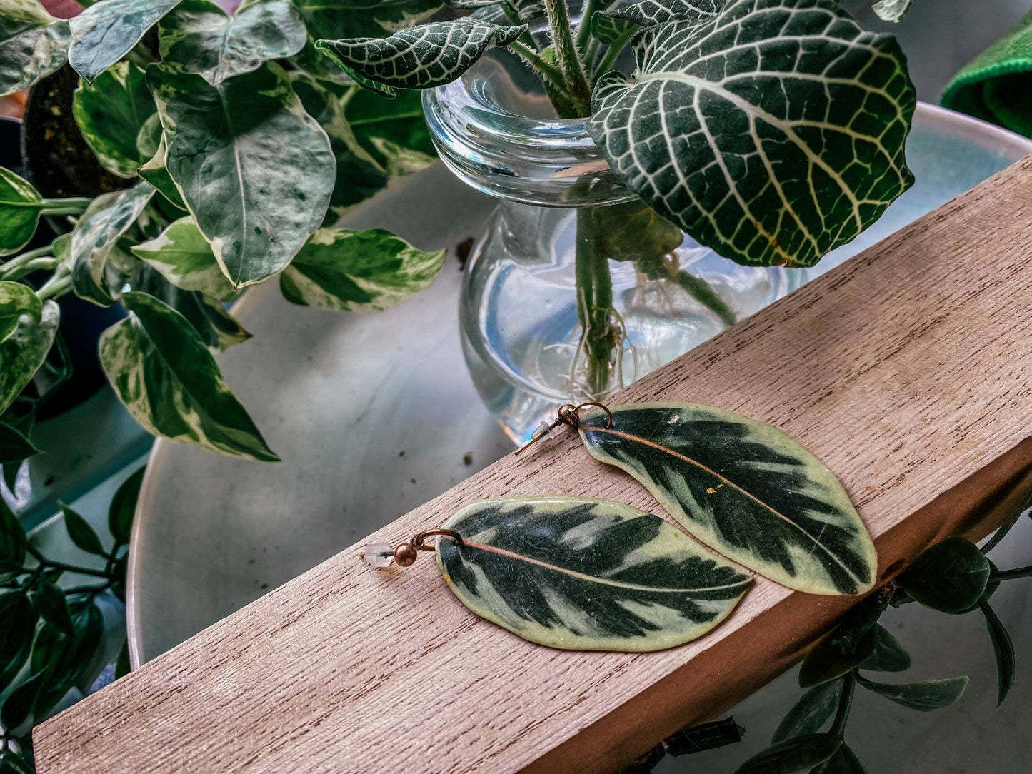 Variegated Rubber Plant Leaf Earrings