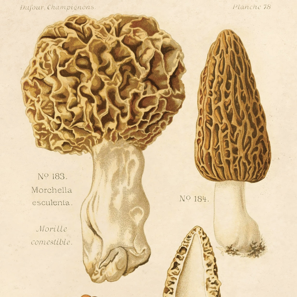 Vintage Morels Mushroom Print