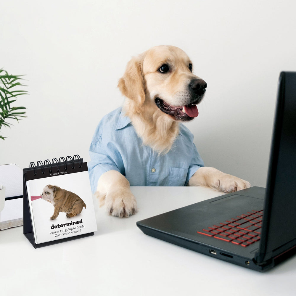 Doggo Daily Daily Doggo Desktop Flip Book β Swoon Gift Shop Milwaukee