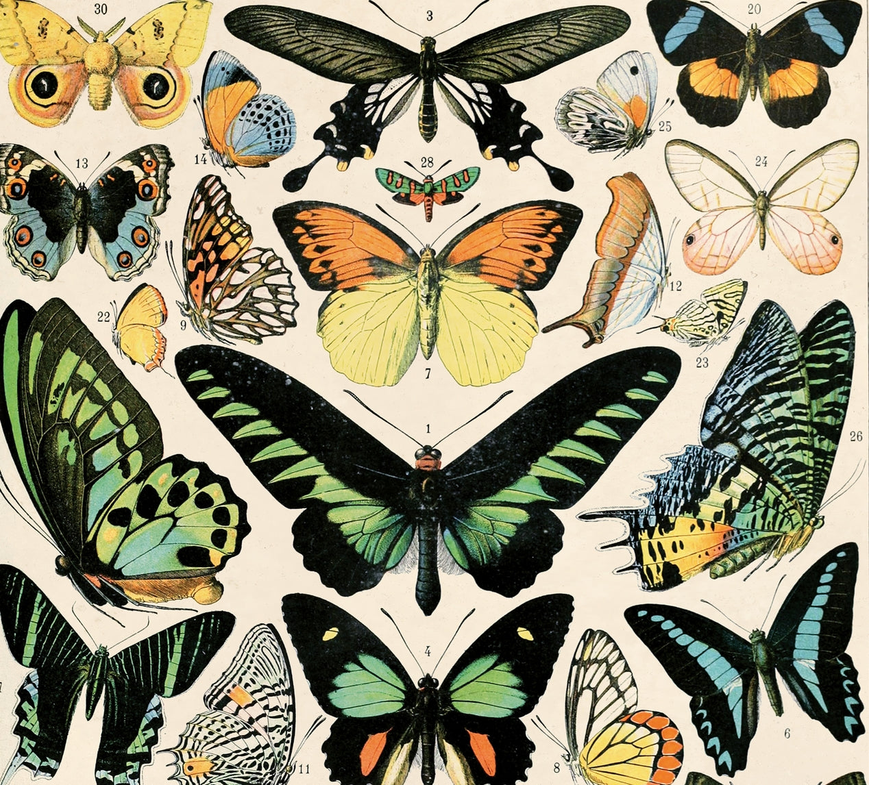 Vintage Millot Butterfly Print