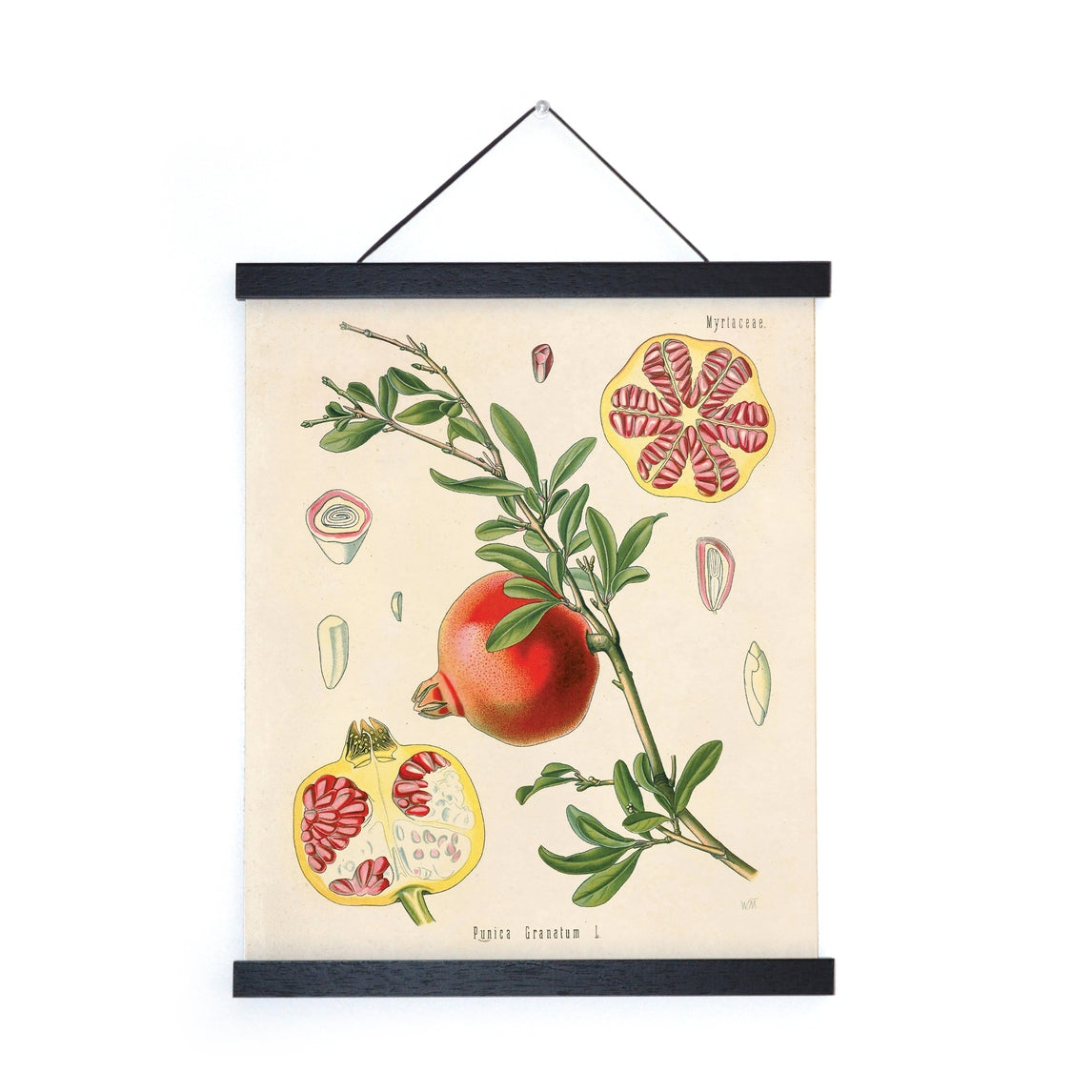 Vintage Botanical Pomegranate Fruit Print