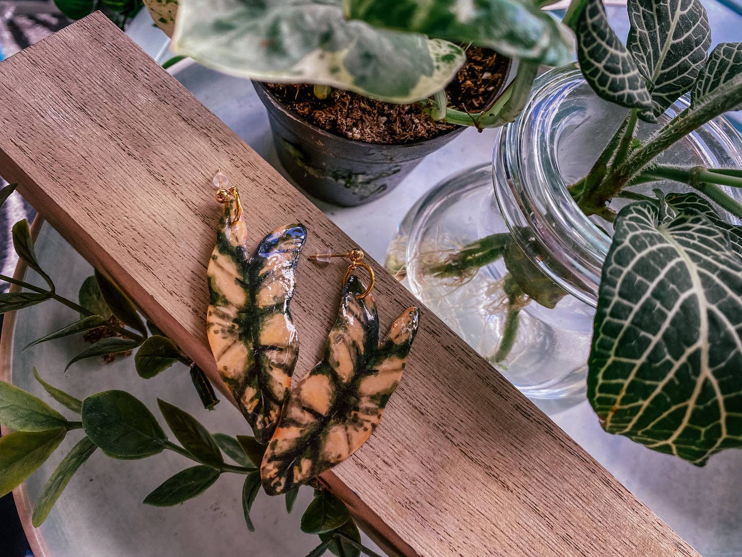Variegated Billietiae Plant Leaf Earrings