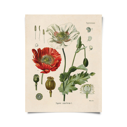 Vintage Botanical Opium Poppy Flower Print