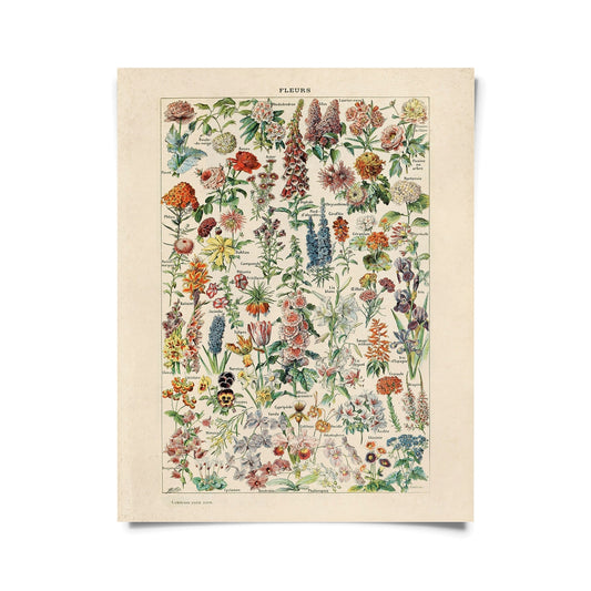 Vintage Botanical Fleurs Garden Flower Print