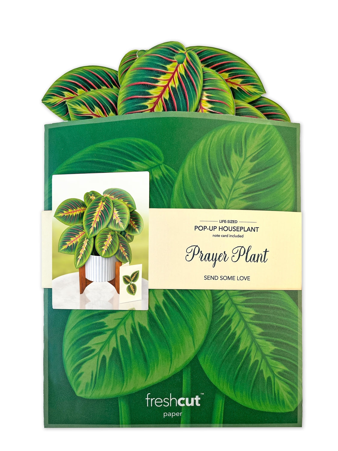 Prayer Plant Pop-Up Greeting Card