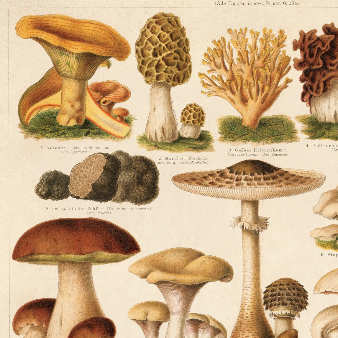 Vintage German Pilze Mushroom Print