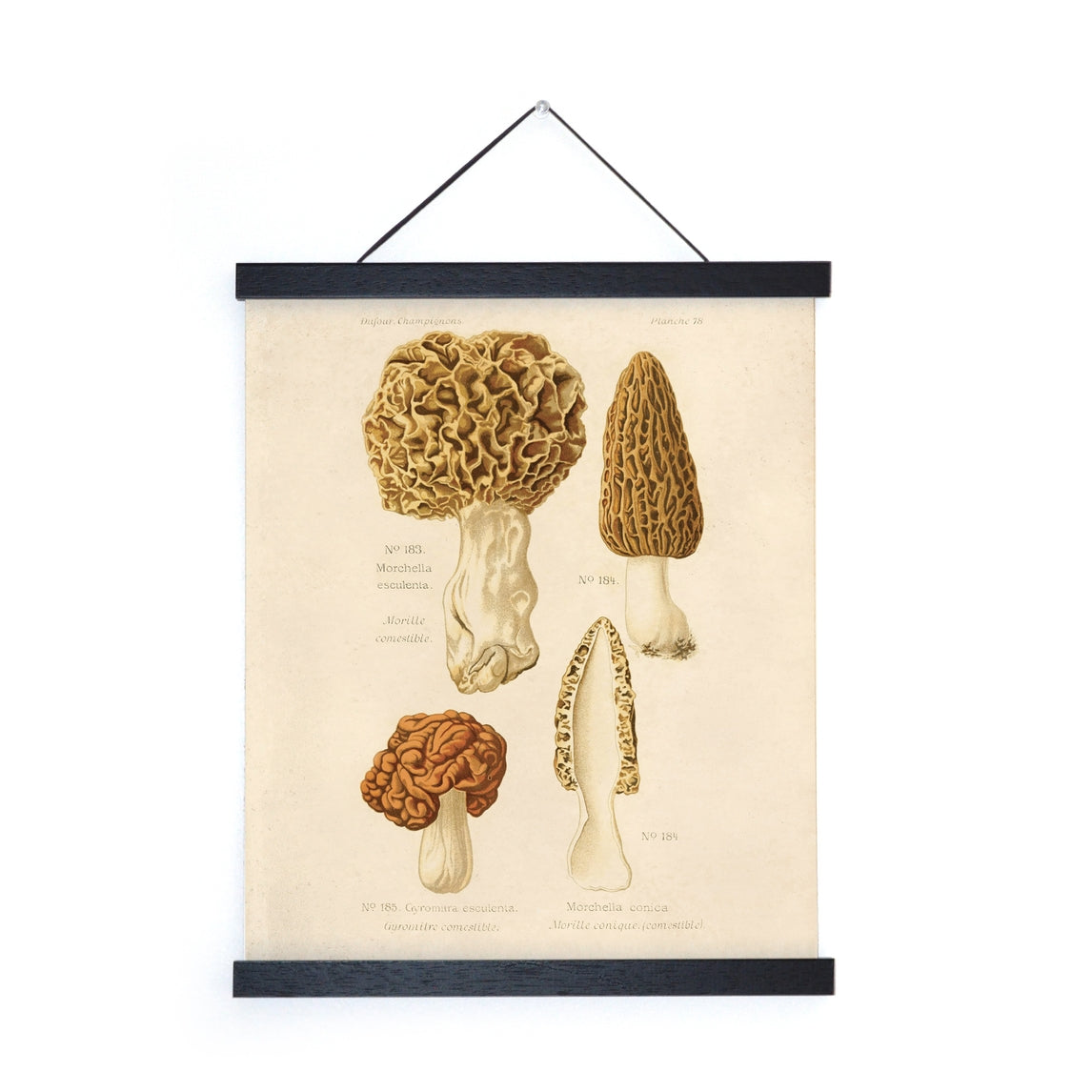 Vintage Morels Mushroom Print