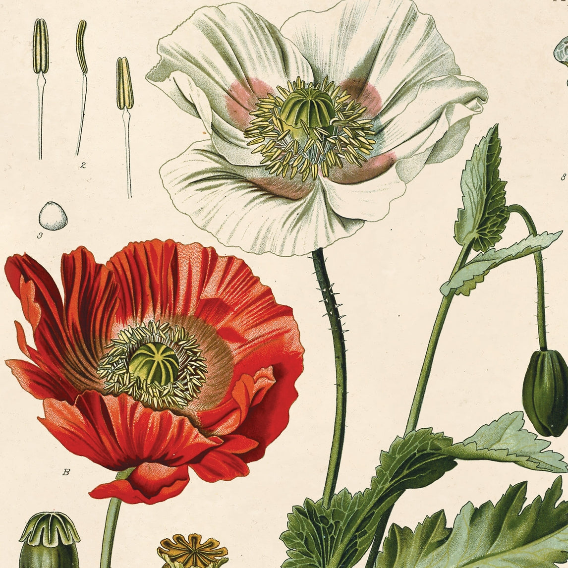 Vintage Botanical Opium Poppy Flower Print