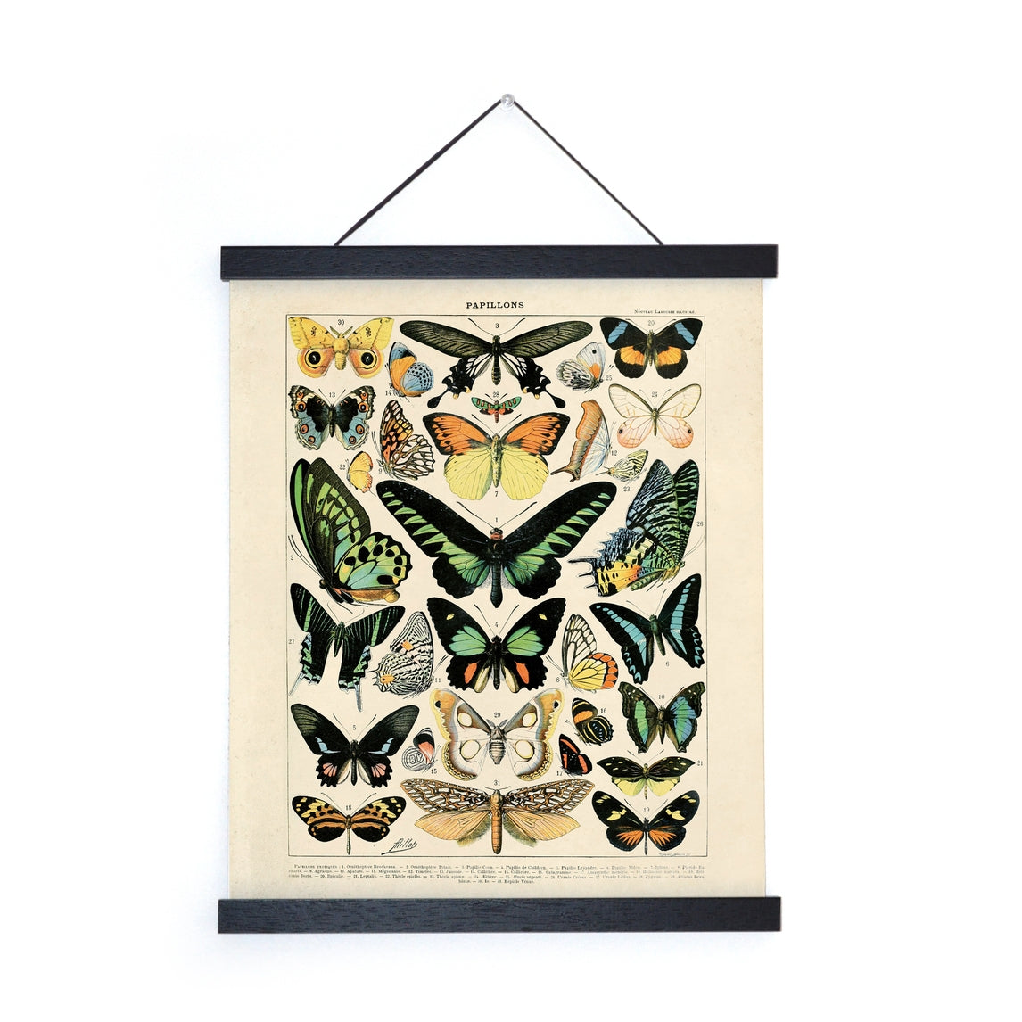 Vintage Millot Butterfly Print