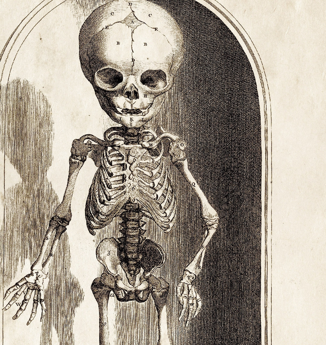 Vintage Anatomy Small Skeleton Print