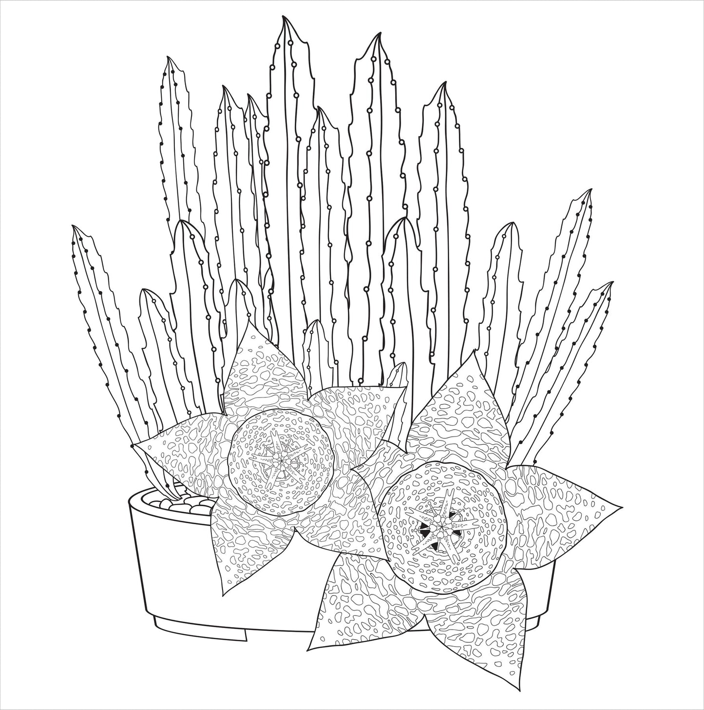 Succulents Artist's Coloring Book