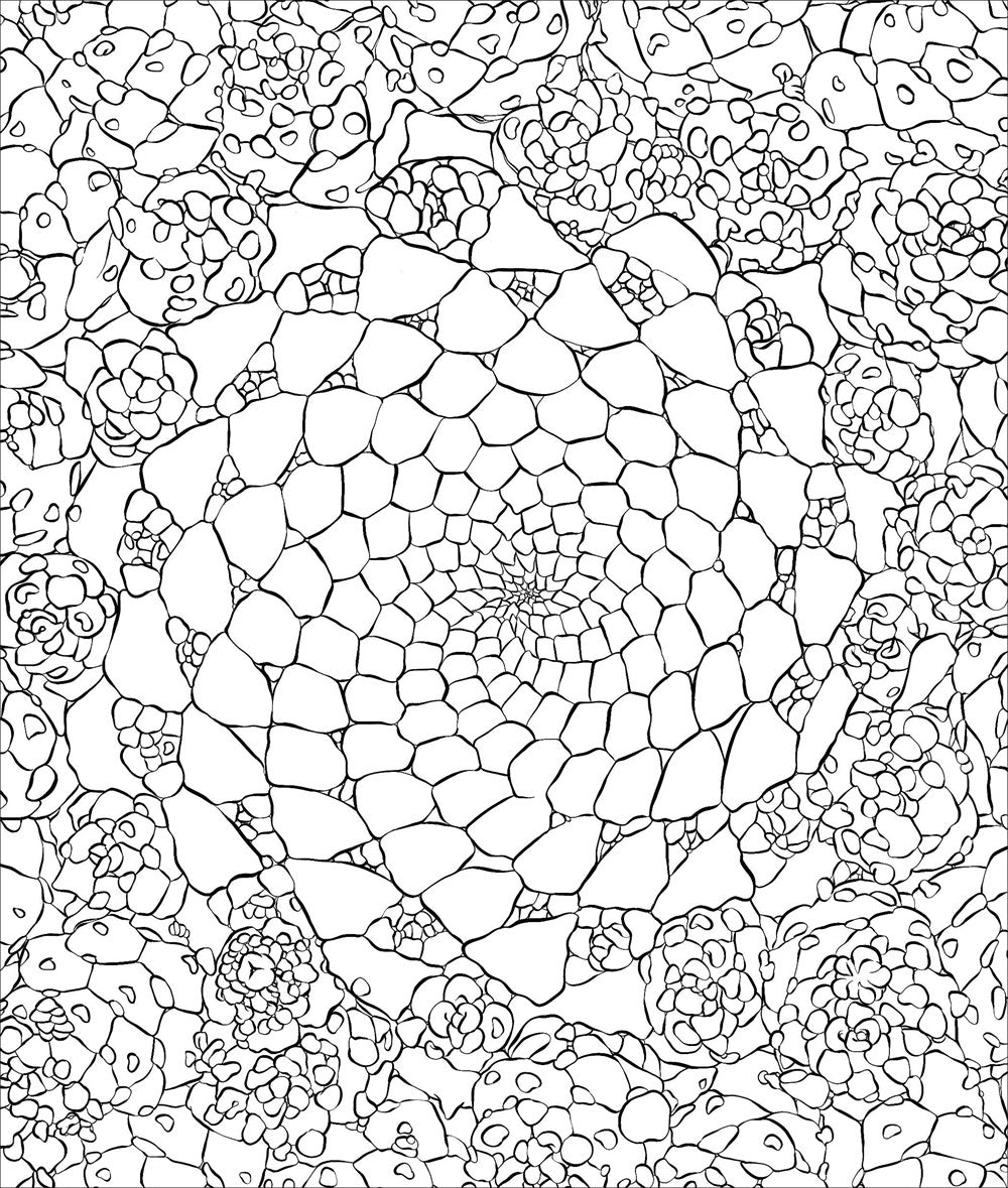 Sensational Succulents Coloring Book