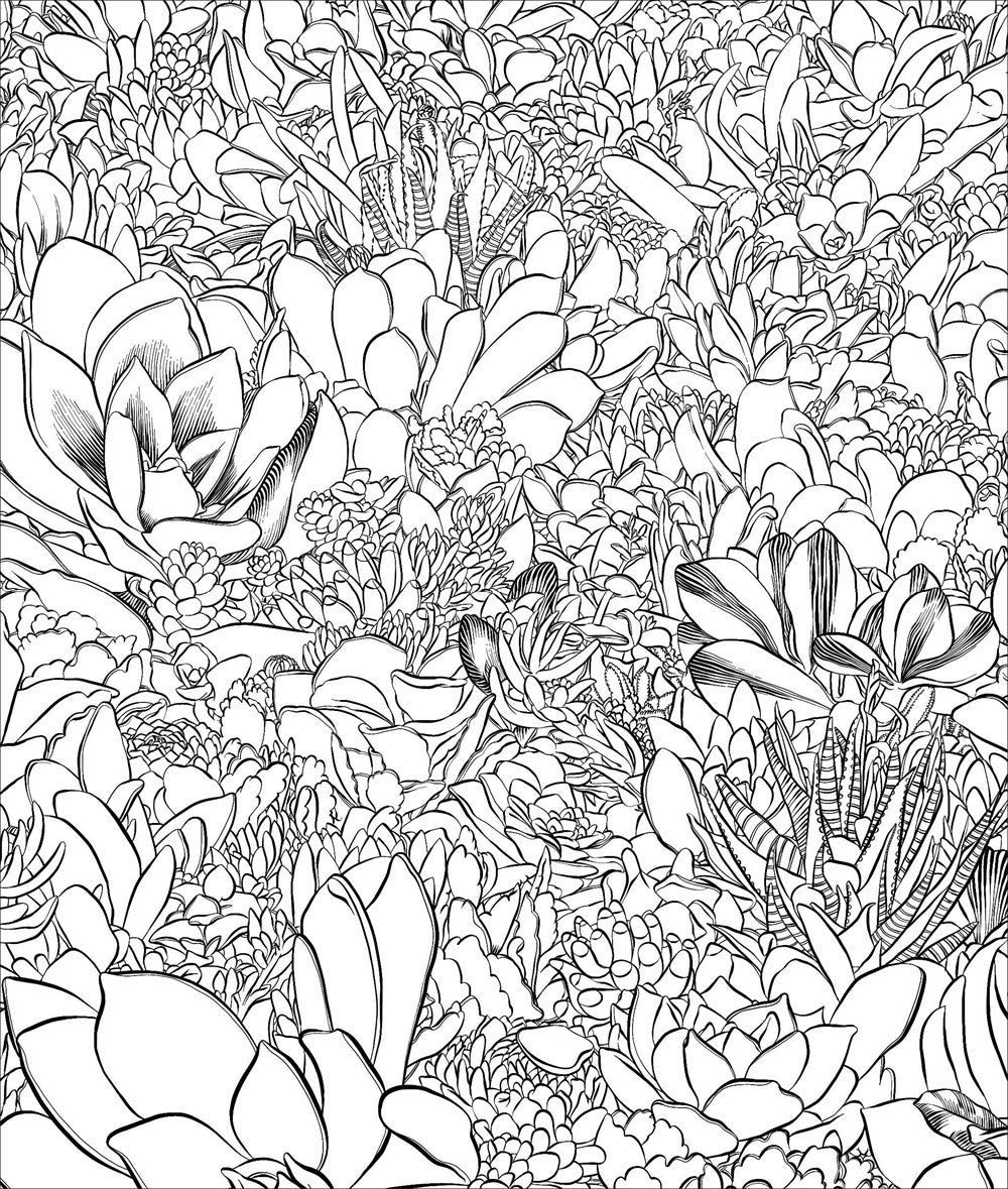 Sensational Succulents Coloring Book