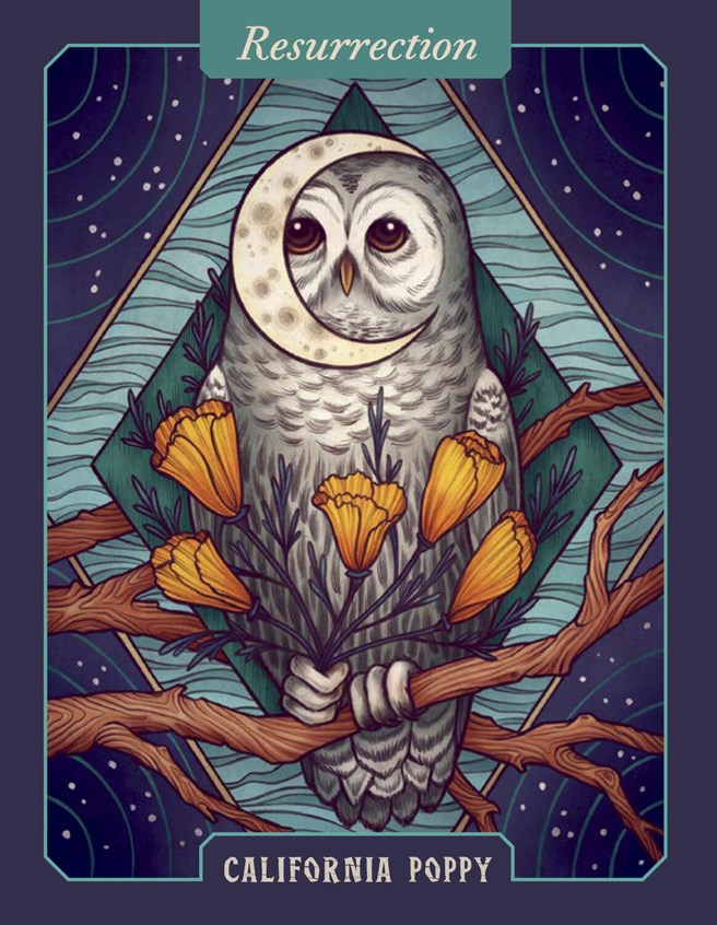 Illustrated Herbiary Oracle Cards