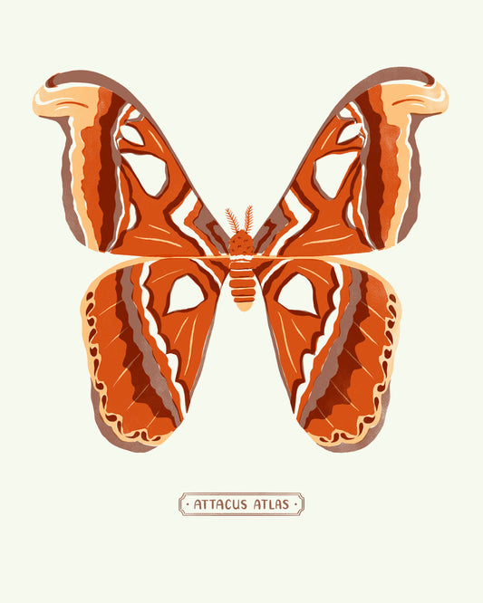 Atlas Moth Print 8X10