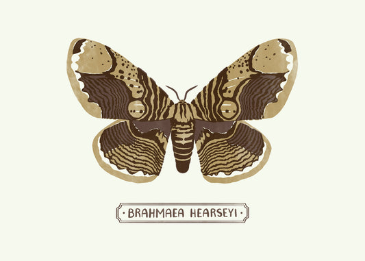 Brahmin Moth Print 5X7