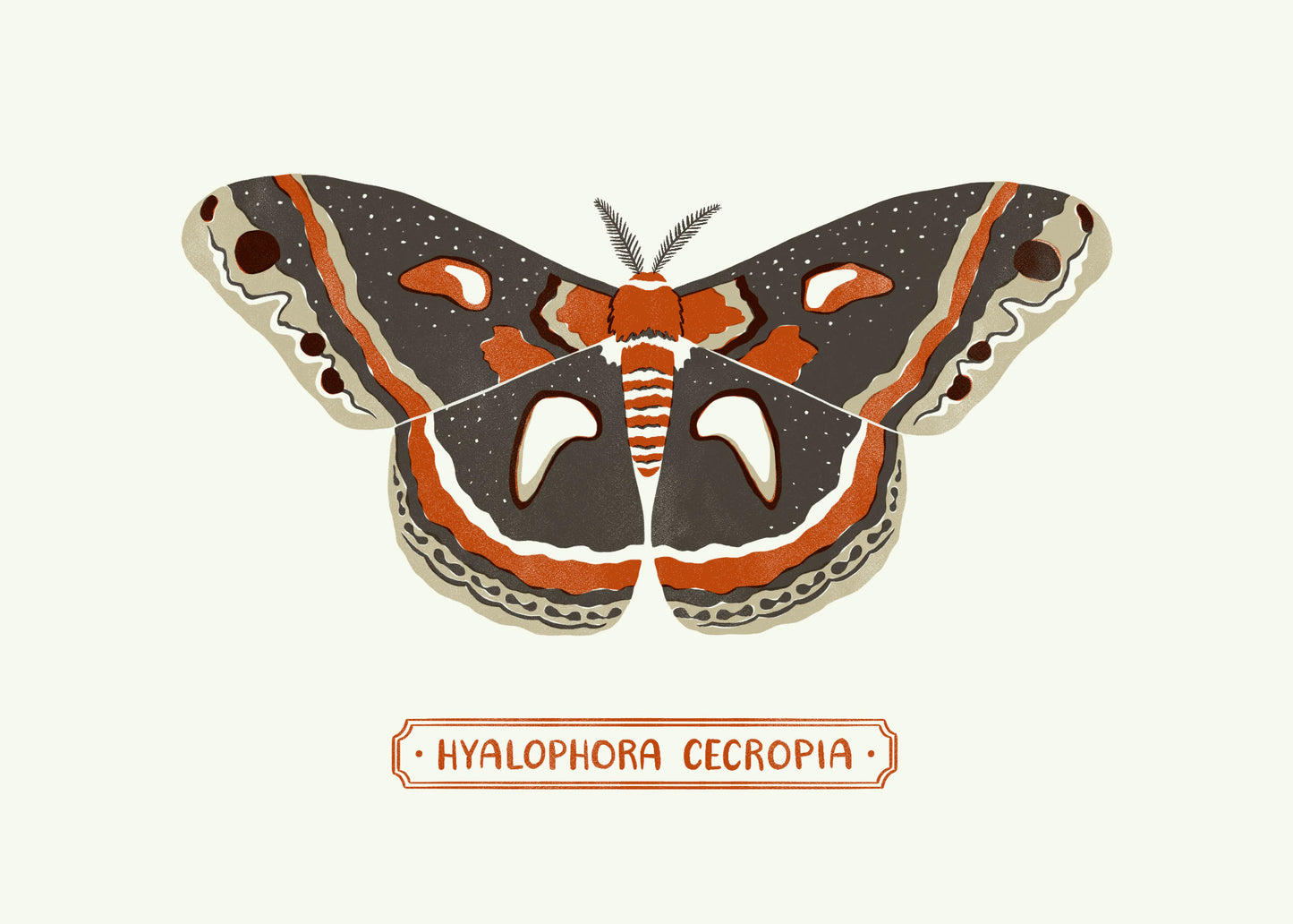 Cecropia Moth Print 5X7