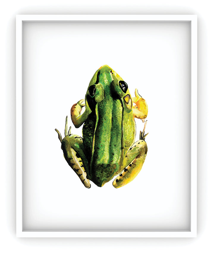 Frog Art Print