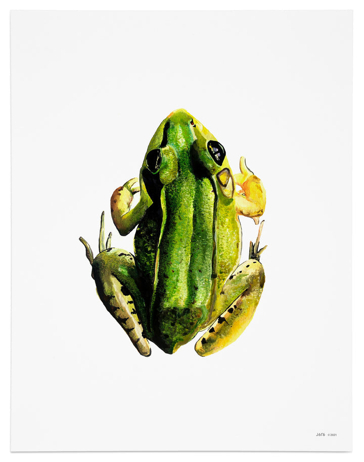 Frog Art Print