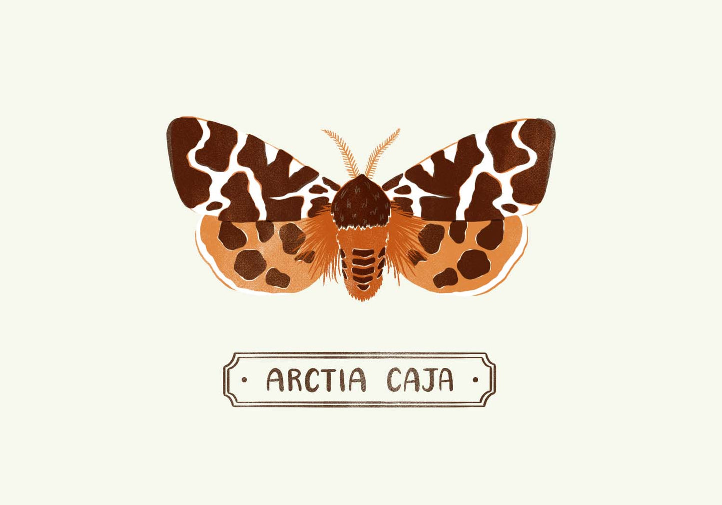 Garden Tiger Moth Print 4X6