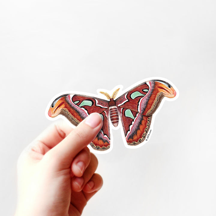 Atlas Moth Sticker By J6R6