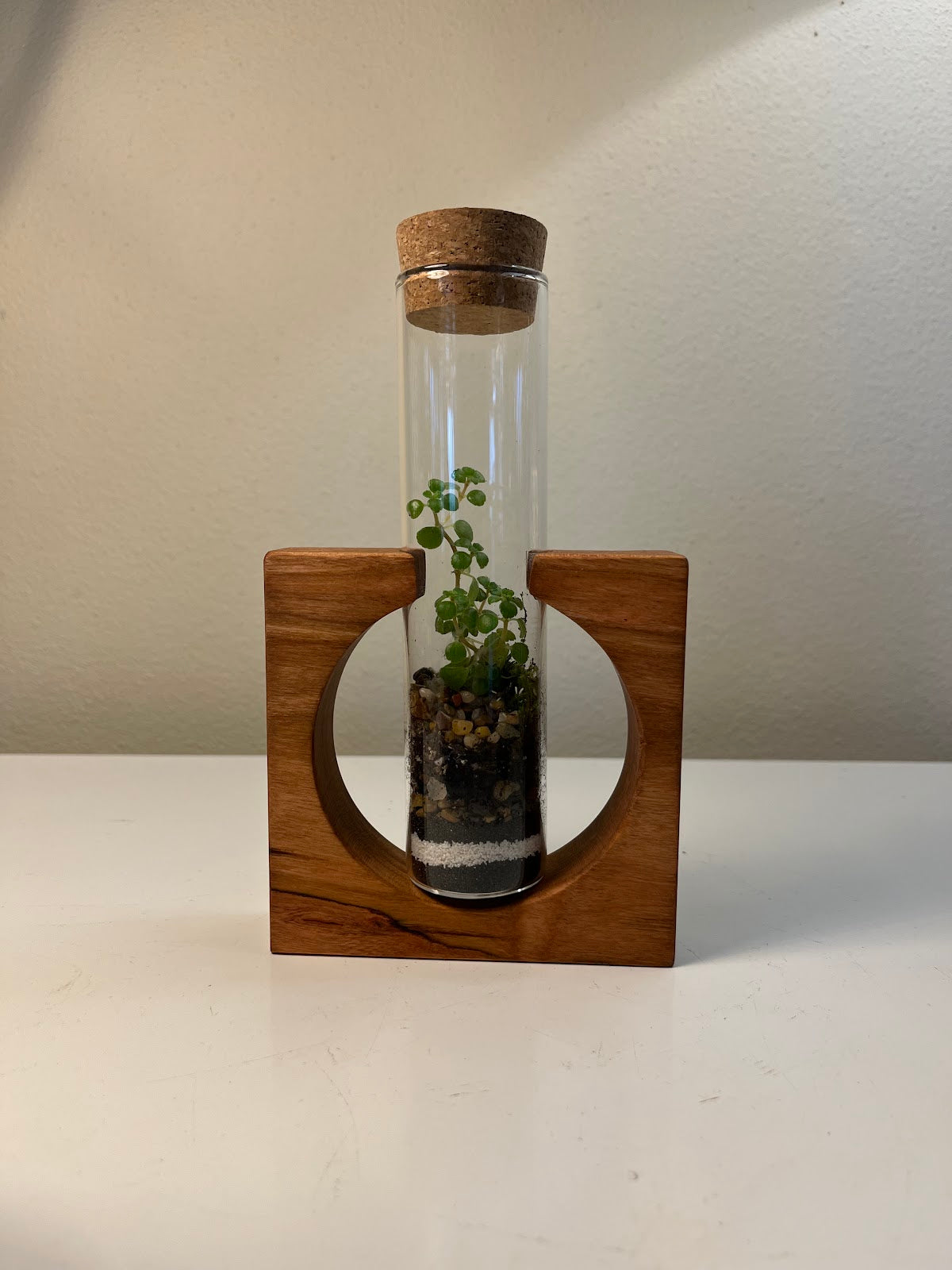 Terrarium #70