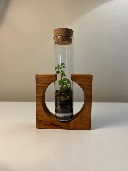 Terrarium #70