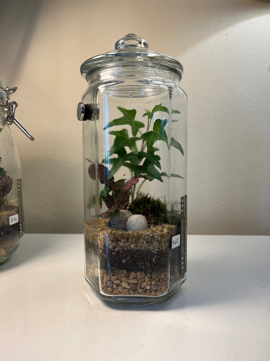 Terrarium #71
