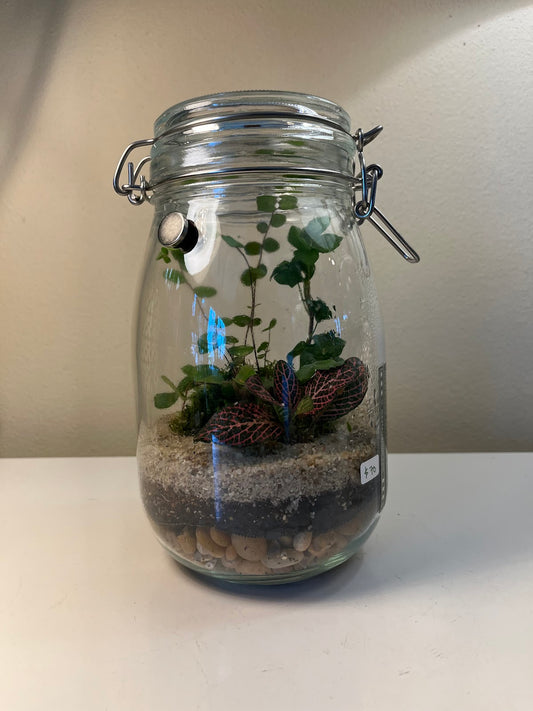 Terrarium #72