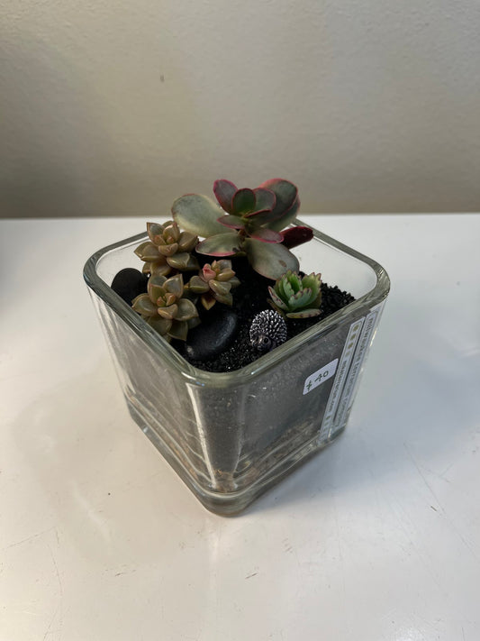 Terrarium #74