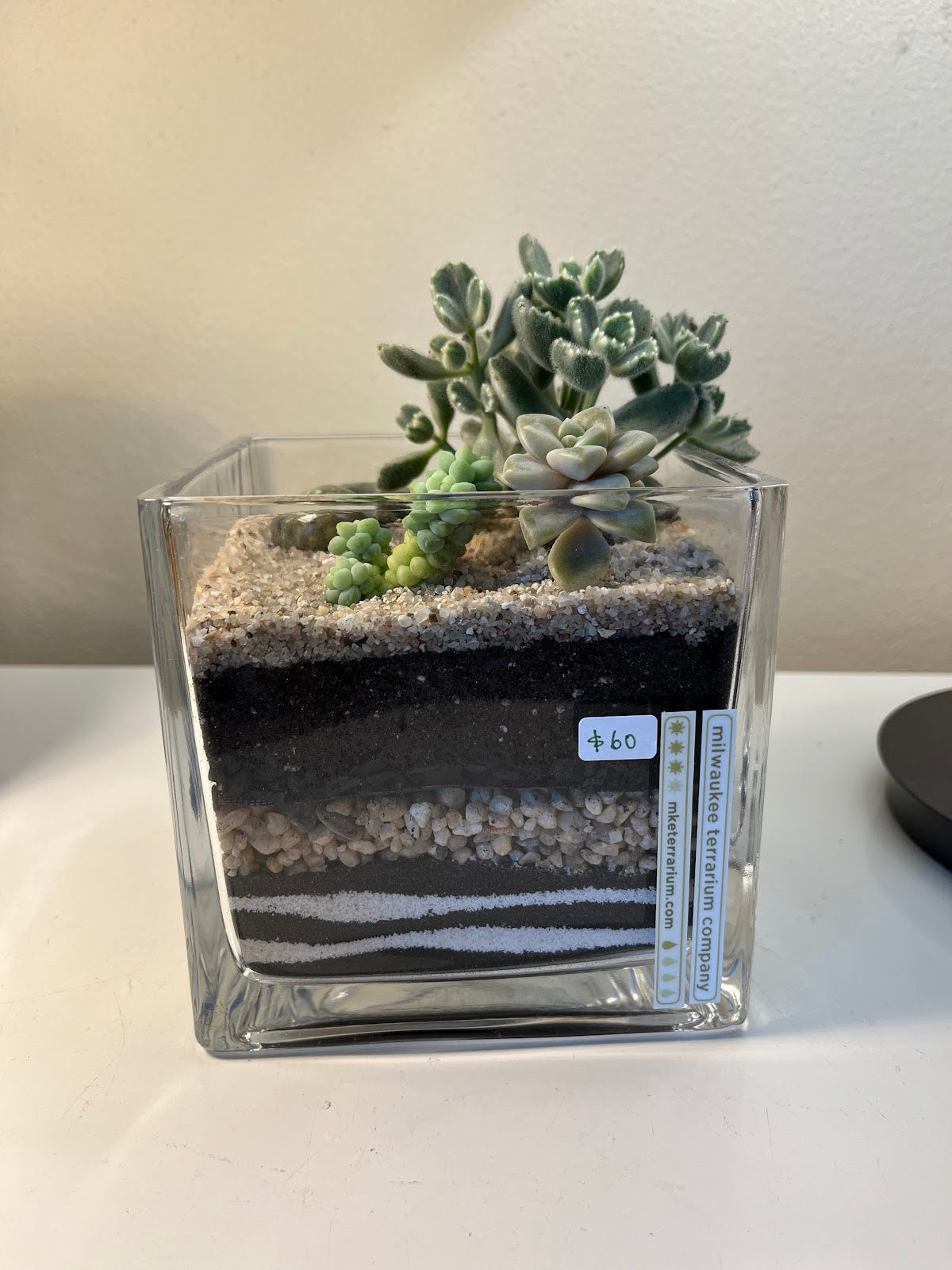 Terrarium #75