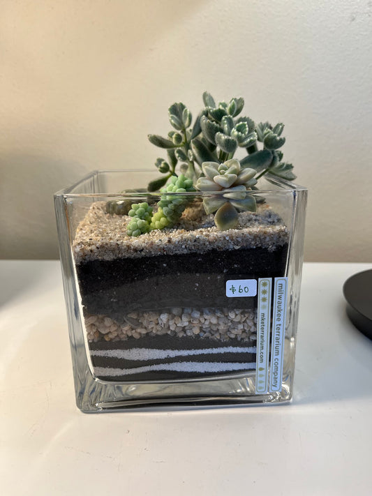 Terrarium #75