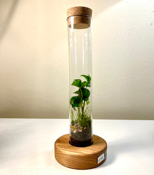Terrarium #77