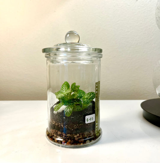 Terrarium #78