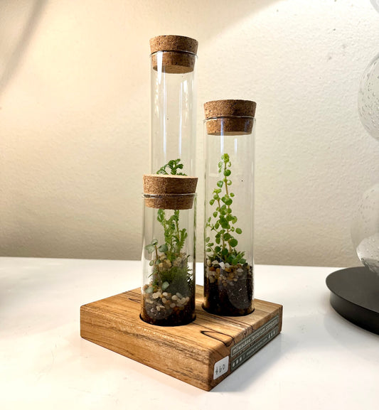 Terrarium #80