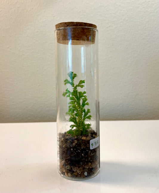 MKE Terrarium #95