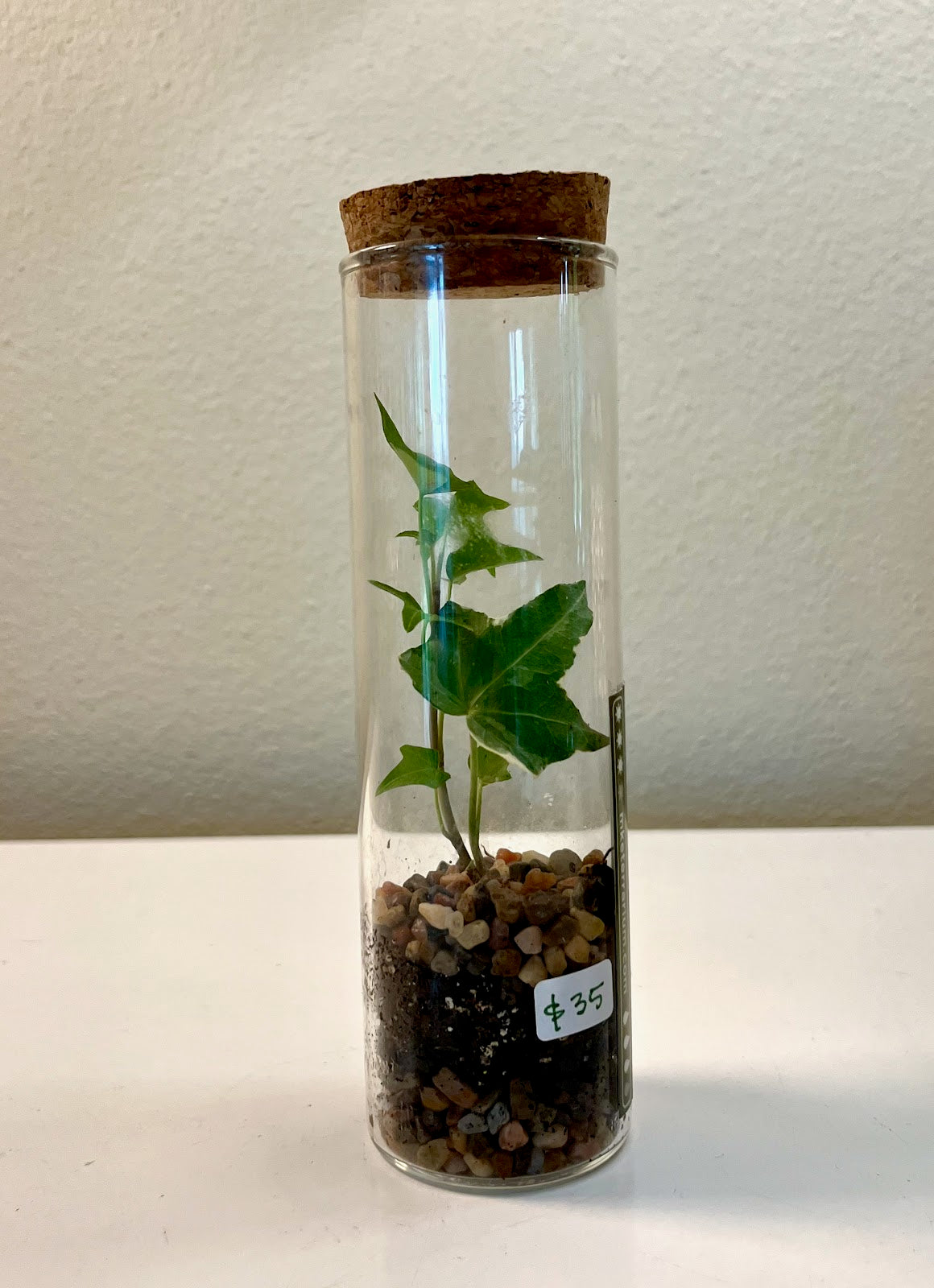 MKE Terrarium #96