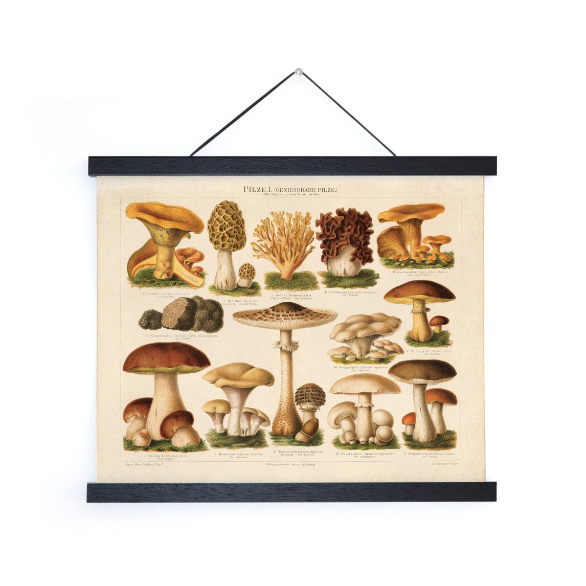 Vintage German Pilze Mushroom Print