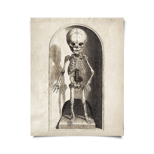 Vintage Anatomy Small Skeleton Print